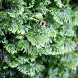 ブレークスルーポイントは「縄文杉よりコケを見よ」の一言。著名コケ愛好家となった藤井久子さん