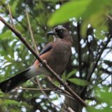 YOMの鳥の声【留鳥】