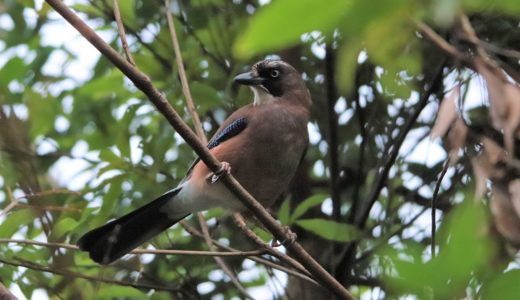 ヤクシマカケス