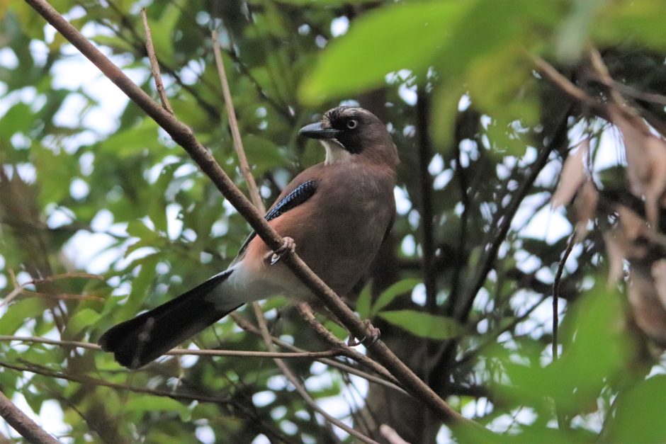 ヤクシマカケス